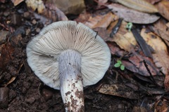 Entoloma medianox