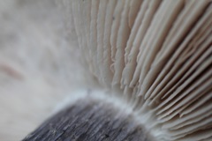 Entoloma medianox