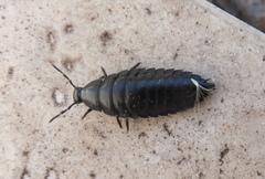 Ablattaria laevigata