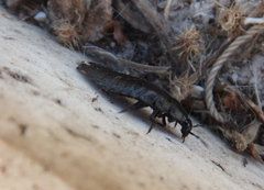 Ablattaria laevigata