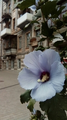Hibiscus syriacus