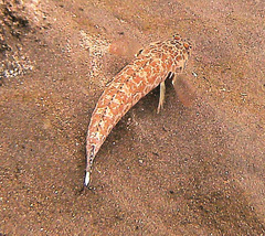 Parapercis millepunctata