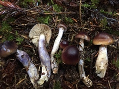 Cortinarius iodeoides
