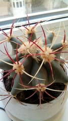 Gymnocalycium