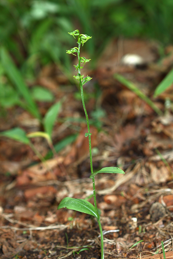 Platanthera maximowicziana