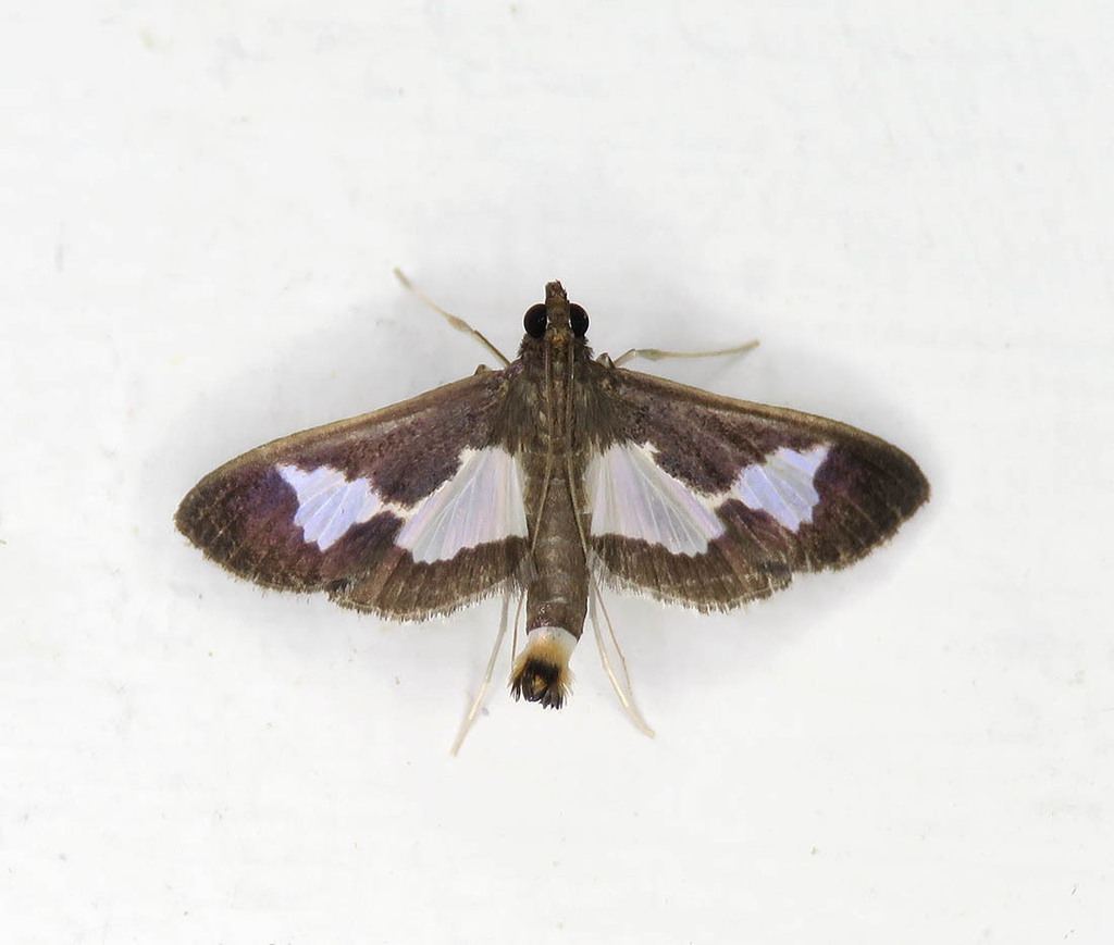 Diaphania arguta
