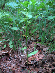 Platanthera maximowicziana