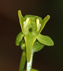 Platanthera maximowicziana