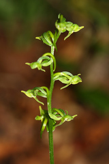 Platanthera maximowicziana