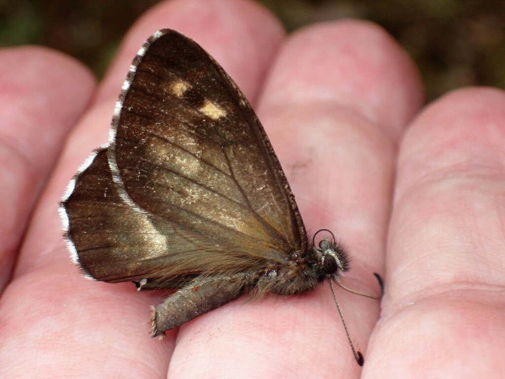 Azores Grayling
