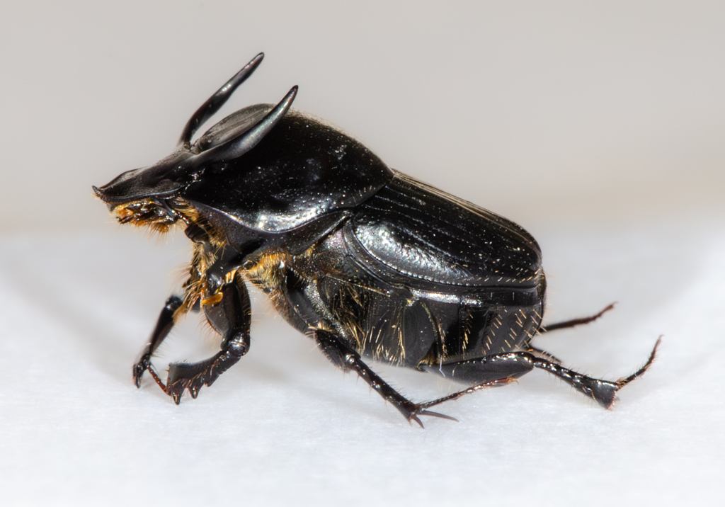 Bull headed dung beetle from sonoma county ca usa on august 8 2023