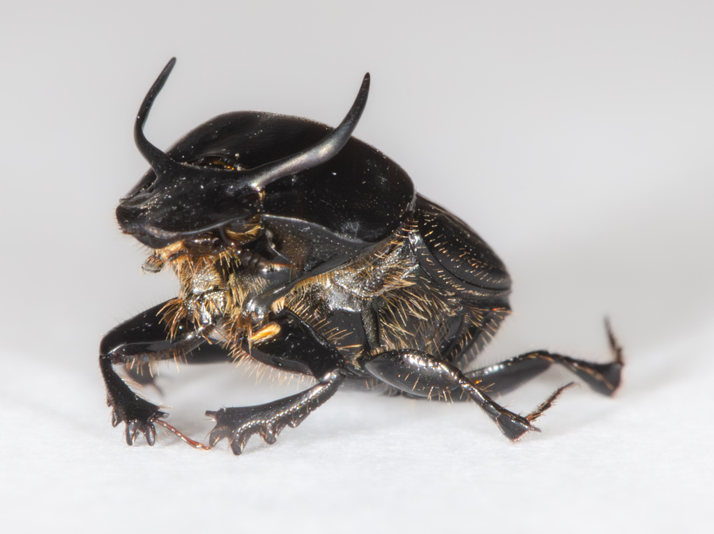 Bull Headed Dung Beetle