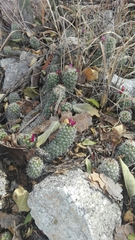 Mammillaria sphacelata