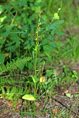Platanthera maximowicziana