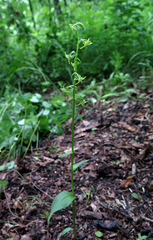 Platanthera maximowicziana