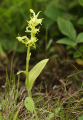 Platanthera maximowicziana