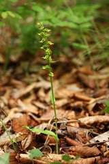 Platanthera maximowicziana