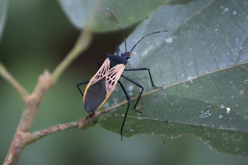 Leptoscelis limbativentris