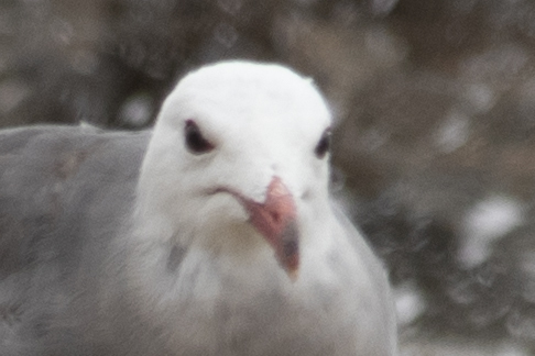 Heermann’s Gull｜赫尔曼鸥 参考照片