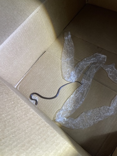 Jamaican Long-tailed Groundsnake