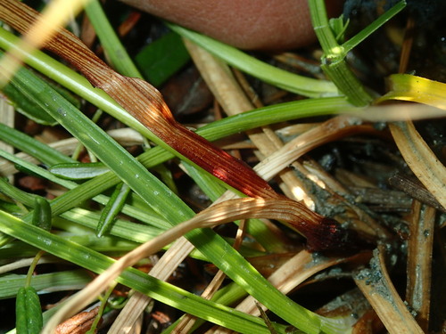 Image of Carex fuliginosa by (c) Katherine Baird, some rights reserved (CC BY)
