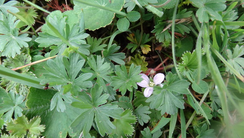 long-stalked cranesbill (Geranium diffusum)