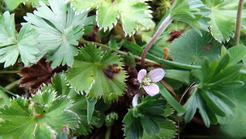 Image of Geranium diffusum by (c) Diego Inclan, some rights reserved (CC BY)