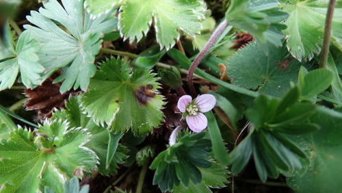 Image of Geranium diffusum by (c) Diego Inclan, some rights reserved (CC BY)