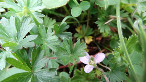 Image of Geranium diffusum by (c) Diego Inclan, some rights reserved (CC BY)