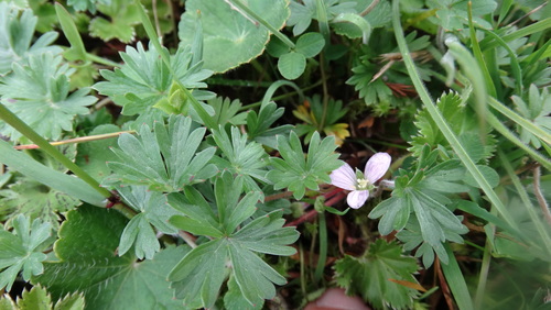 Image of Geranium diffusum by (c) Diego Inclan, some rights reserved (CC BY)