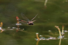 Hemicordulia armstrongi