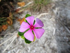 Catharanthus roseus image