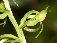 Platanthera maximowicziana