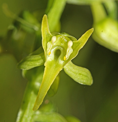 Platanthera maximowicziana