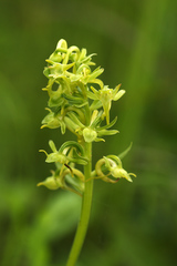 Platanthera maximowicziana