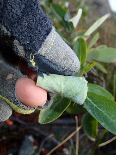 Image of Salix richardsonii by (c) Katherine Baird, some rights reserved (CC BY)