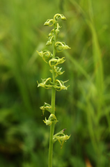 Platanthera maximowicziana