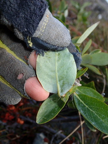 Image of Salix richardsonii by (c) Katherine Baird, some rights reserved (CC BY)