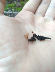 Ciboria amentacea
