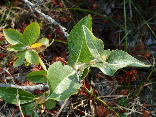 Richardson's willow (Salix richardsonii)