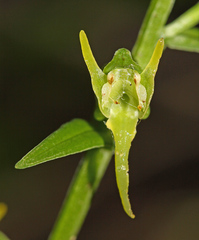 Platanthera maximowicziana