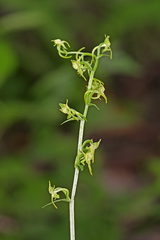 Platanthera maximowicziana