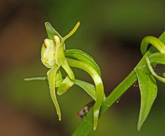 Platanthera maximowicziana