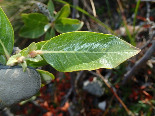 Image of Salix richardsonii by (c) Katherine Baird, some rights reserved (CC BY)