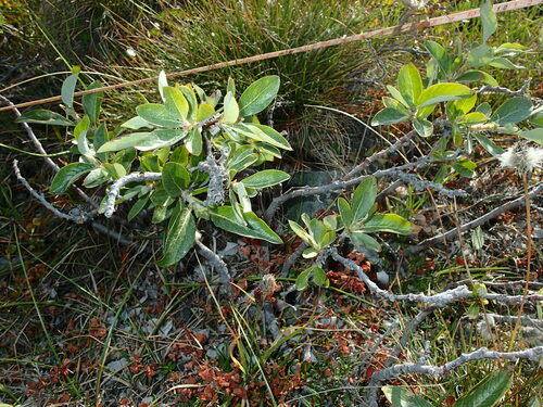 Image of Salix richardsonii by (c) Katherine Baird, some rights reserved (CC BY)