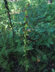 Platanthera maximowicziana
