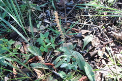 Plantago alismatifolia