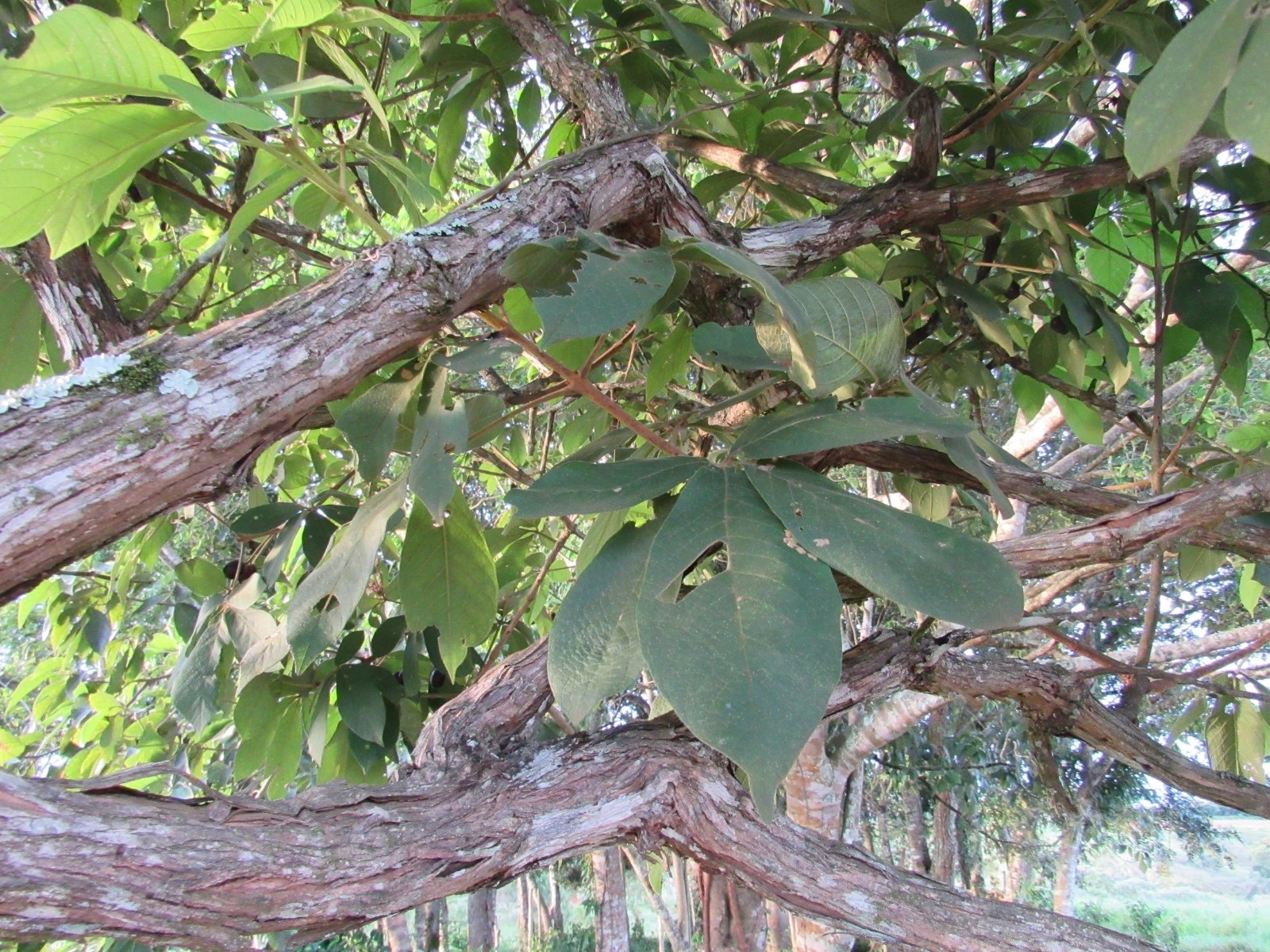 Imagem de Tarumã-do-cerrado