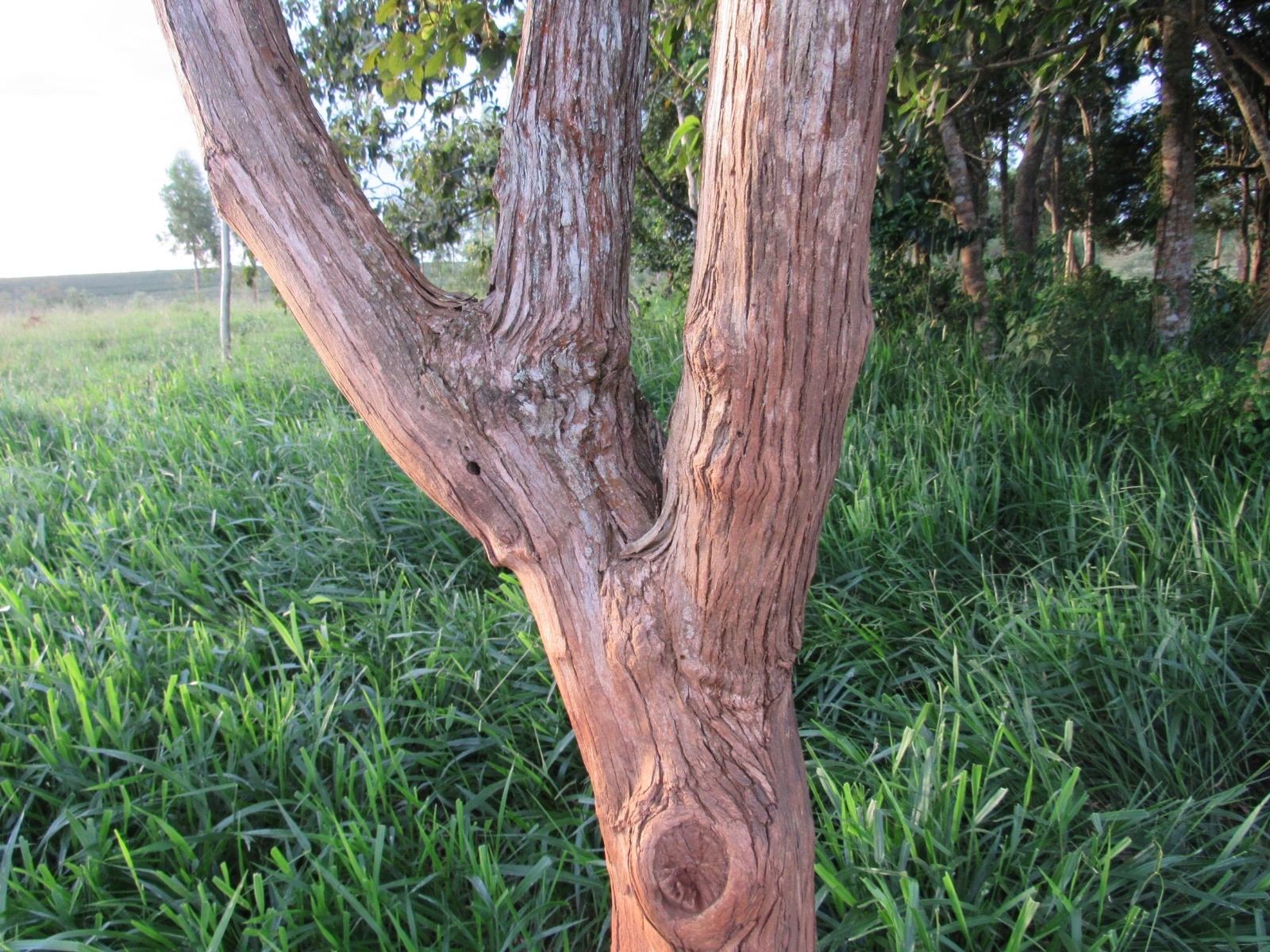 Imagem de Tarumã-do-cerrado