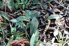 Plantago alismatifolia
